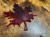 Klon 1.png