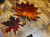 Klon 2.png