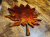 Klon 3.png
